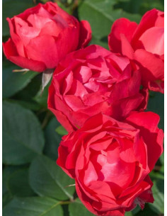 Róża rabatowa CHERRY BONICA 2