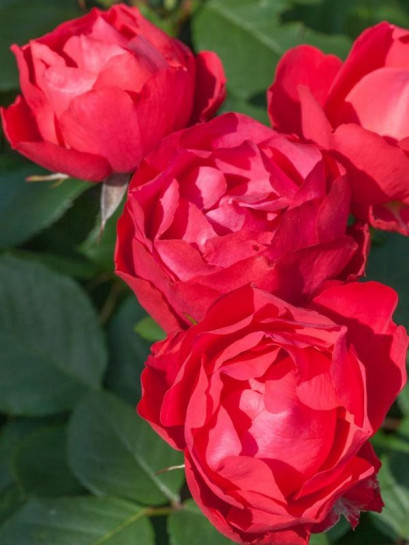 CHERRY BONICA Róża rabatowa