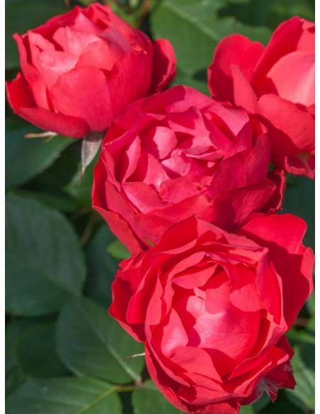 CHERRY BONICA Róża rabatowa