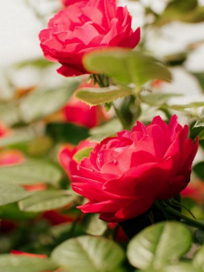 rabatowa Róża CHERRY BONICA