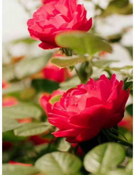 rabatowa Róża CHERRY BONICA