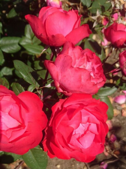 CHERRY BONICA rabatowa Róża