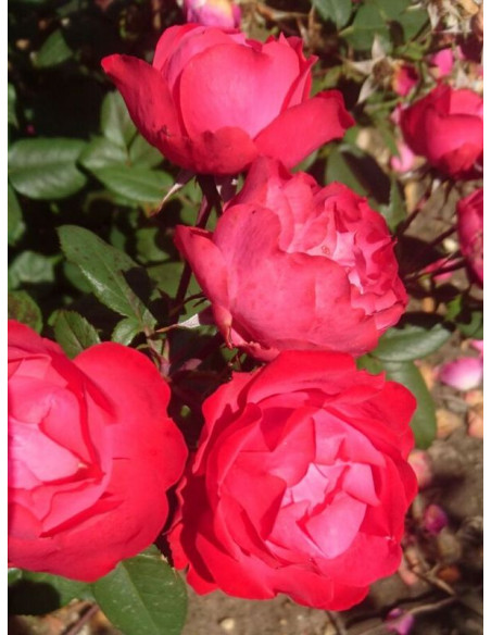 CHERRY BONICA rabatowa Róża