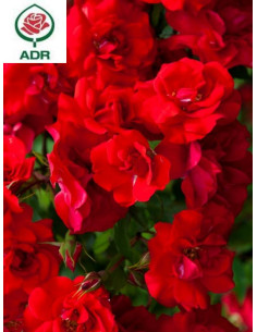 La Sevillana róże rabatowe