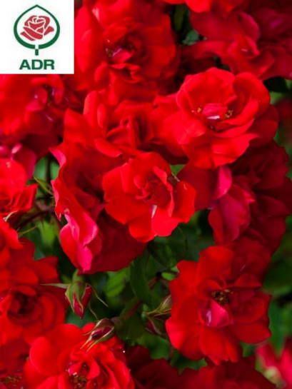 La Sevillana róże rabatowe