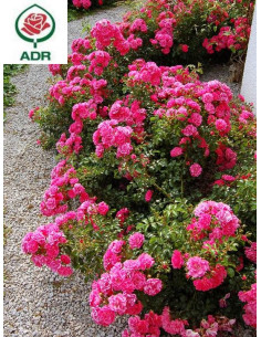 Hay Five róże okrywowe