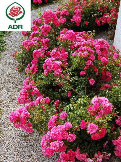 Hay Five róże okrywowe