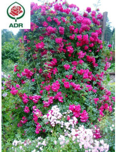 róże pnące Super Excelsa