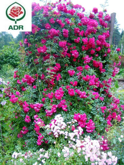 róże pnące Super Excelsa