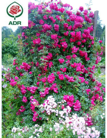 róże pnące Super Excelsa