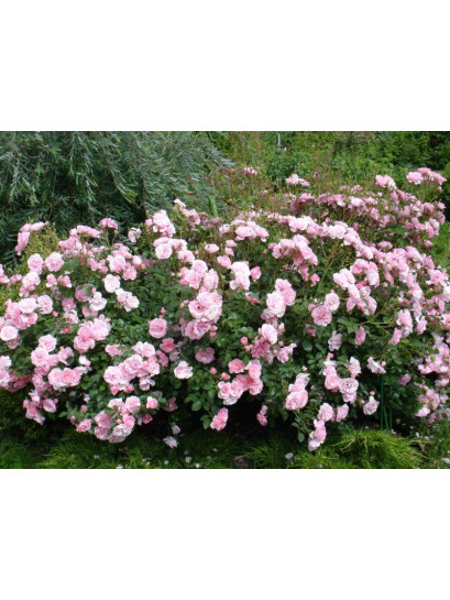 Bonica 82 rabatowe róże