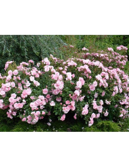 Bonica 82 rabatowe róże