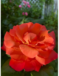 Róża wielkokwiatowa CHRISTOPH COLUMBUS® 2