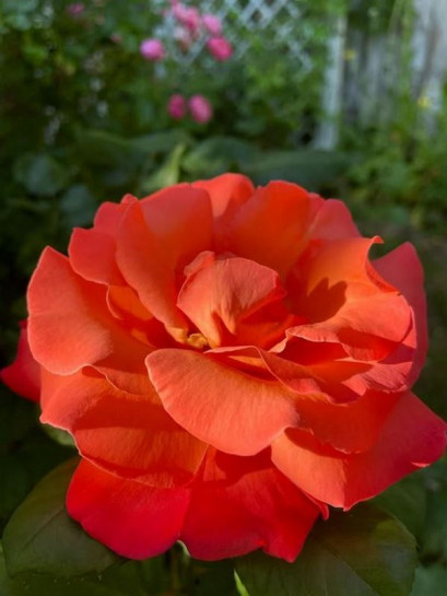 CHRISTOPH COLUMBUS® Róża wielkokwiatowa