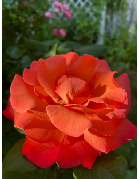 CHRISTOPH COLUMBUS® Róża wielkokwiatowa