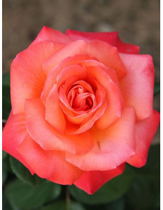 Róża wielkokwiatowa CHRISTOPH COLUMBUS®