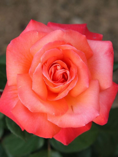 Róża wielkokwiatowa CHRISTOPH COLUMBUS®