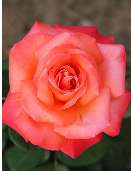 Róża wielkokwiatowa CHRISTOPH COLUMBUS®