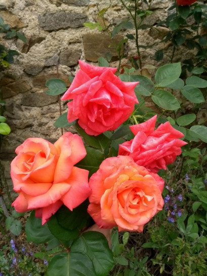 wielkokwiatowa Róża CHRISTOPH COLUMBUS®