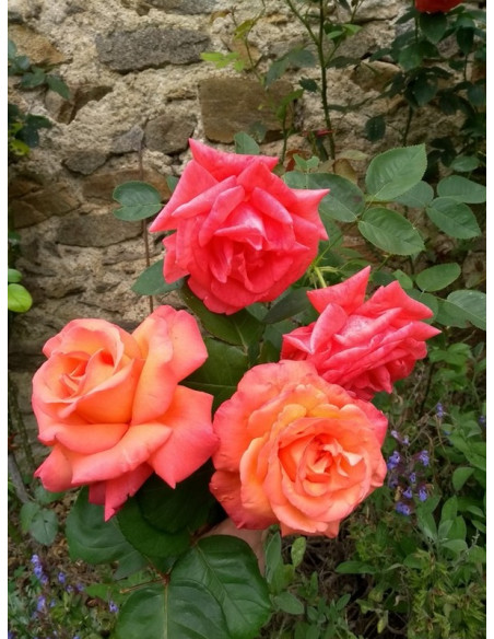 wielkokwiatowa Róża CHRISTOPH COLUMBUS®