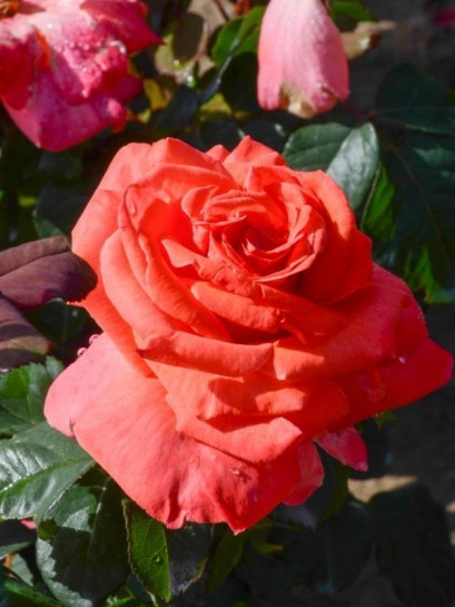 CHRISTOPH COLUMBUS® wielkokwiatowa Róża