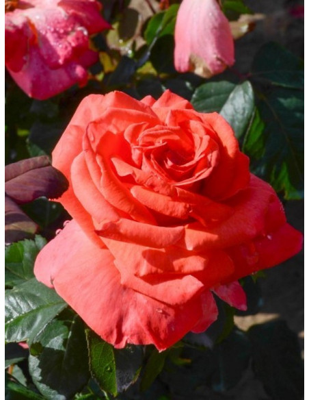 CHRISTOPH COLUMBUS® wielkokwiatowa Róża