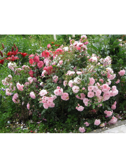 rabatowe róże Bonica 82