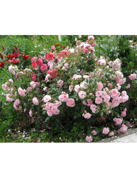 rabatowe róże Bonica 82