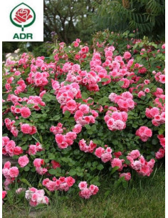 Róża okrywowa PINK SWANY