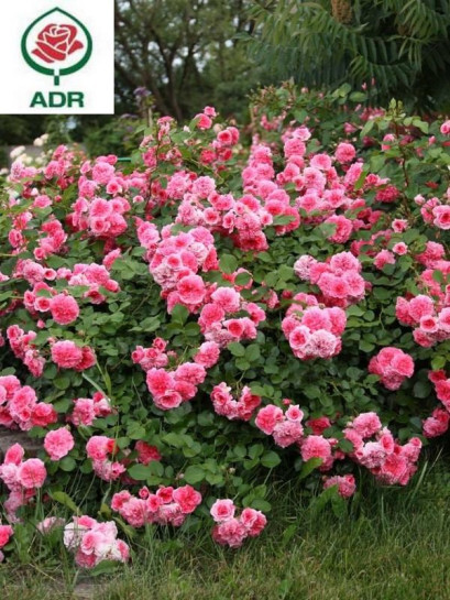 Róża okrywowa PINK SWANY