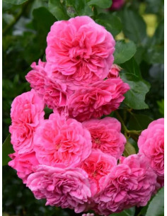 Róża okrywowa PINK SWANY 2