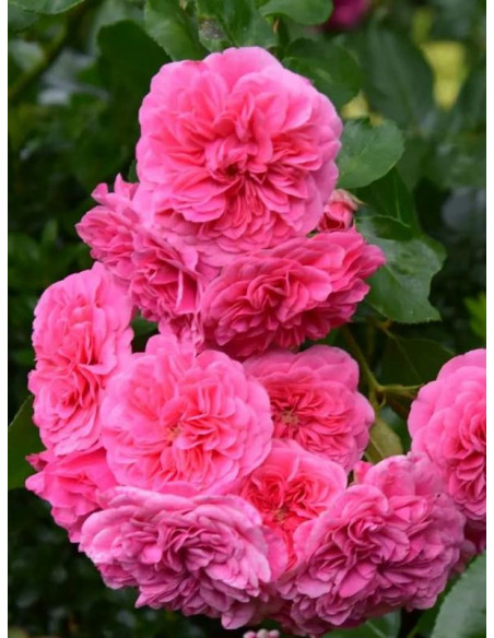 PINK SWANY Róża okrywowa