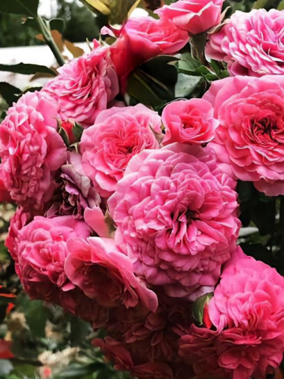 okrywowa Róża PINK SWANY