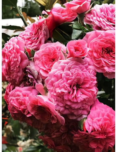 okrywowa Róża PINK SWANY