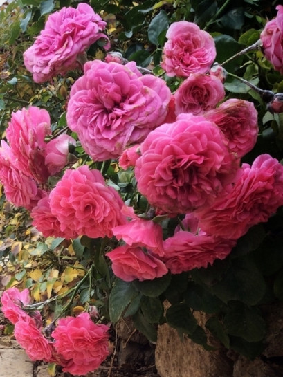 PINK SWANY okrywowa Róża