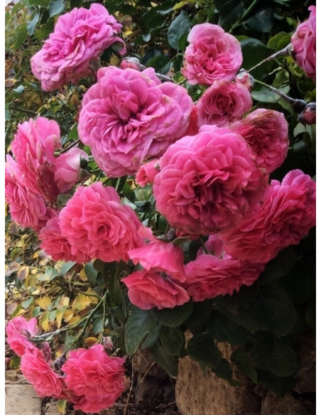 PINK SWANY okrywowa Róża