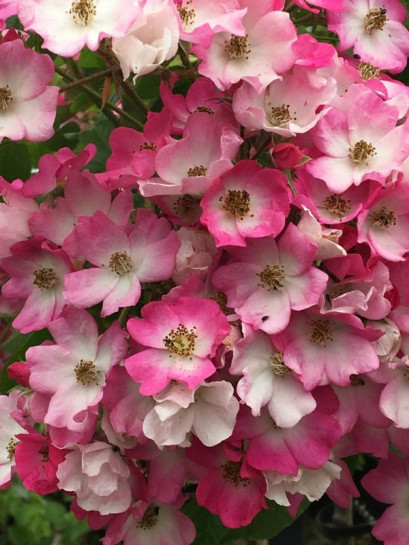 pienna Róża BALLERINA