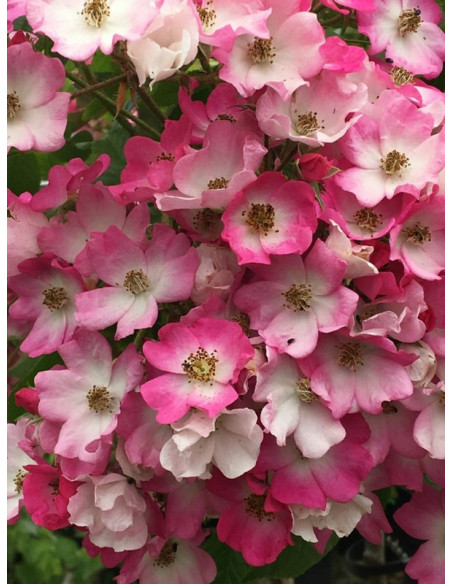 pienna Róża BALLERINA