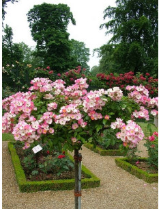 Róża pienna BALLERINA