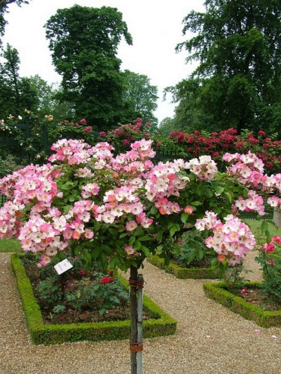 Róża pienna BALLERINA