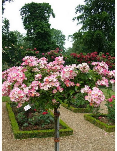 Róża pienna BALLERINA