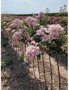 Róża pienna BALLERINA 2