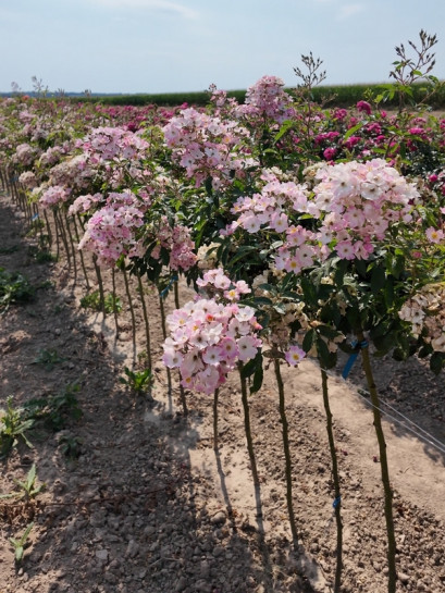 BALLERINA Róża pienna