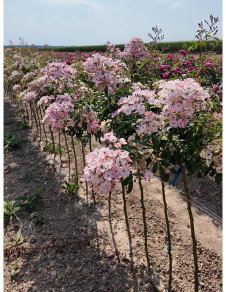 BALLERINA Róża pienna
