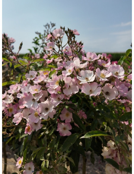 BALLERINA pienna Róża