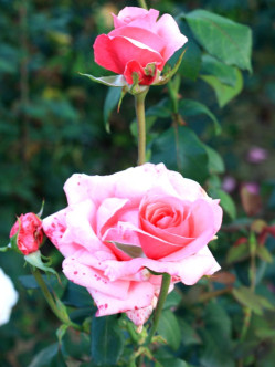 wielkokwiatowe róże carina