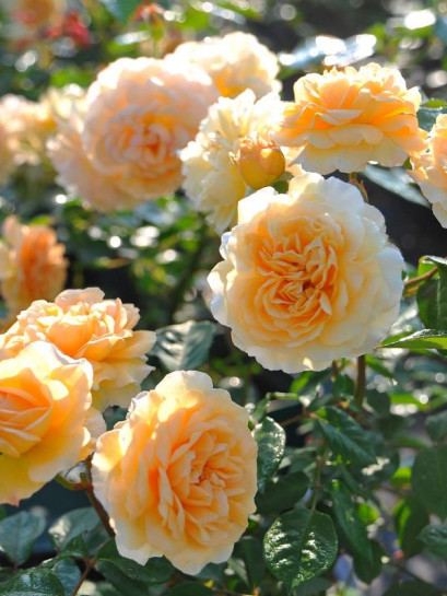 BUFF BEAUTY róża historyczna