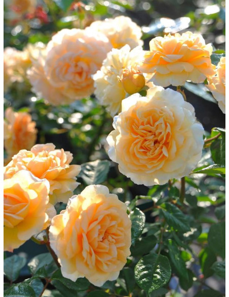 BUFF BEAUTY róża historyczna