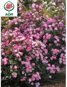 róze okrywowe Lavender Dream