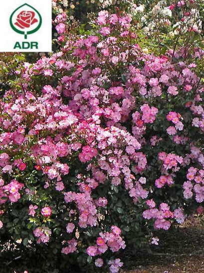 róze okrywowe Lavender Dream